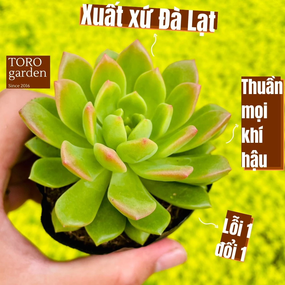 Sen đá mặt trời giống mới Đà Lạt size bé cây cảnh trang trí nhà cửa Toro garden