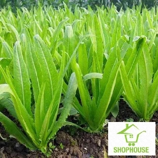 shophouse hạt giống rau diếp thơm 5 gram  SHOP HOUSE  TẾT KHUYẾN MẠI