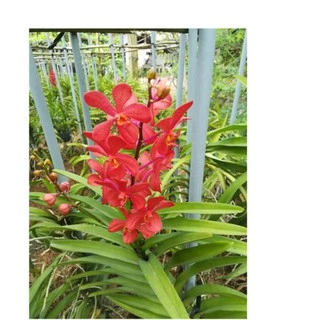 Lan mokara màu đỏ cao 35-50cm cây con tách mẹ trồng thuần cho hoa quanh năm