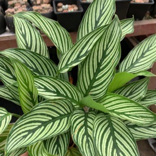 Cây đuôi công xanh sọc trắng CALATHEA VITTATA