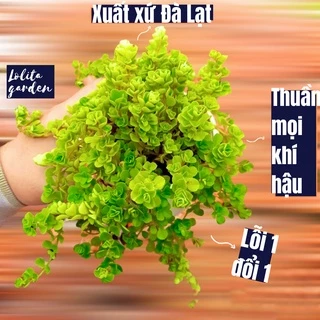 Cỏ sedum lục hà Đà Lạt size trung bình cây cảnh trang trí nhà cửa Lolita garden