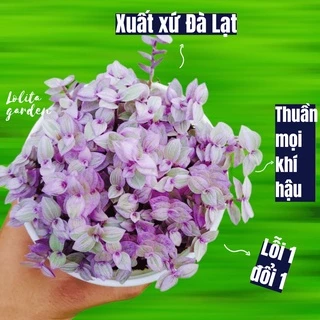 Cỏ pink lady Đà Lạt size trung bình cây cảnh trang trí nhà cửa Lolita garden