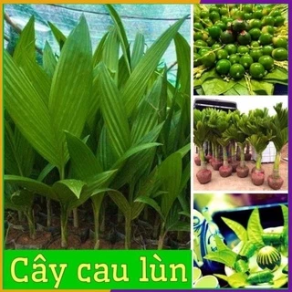 CÂY GIỐNG CAU TỨ QUÝ(cau tứ thời ăn quả)