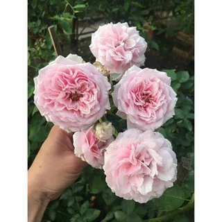 CÂY GIỐNG Hoa hồng cổ Bạch Vân Khôi – Giống hồng cổ quý nhất của Việt Nam + Tặng 01 cây dâu da đất( bòn bon)