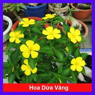 Cây đông hầu ( hoa dừa vàng ) - cây cảnh sân vườn - caykiengsadec