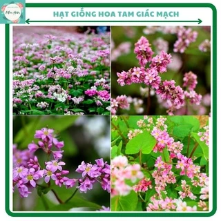 Hạt giống hoa tam giạc mạch - gói 200 hạt -mix màu đa dạng