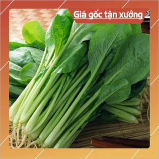 Hạt giống Cải Ngọt 20gr (Khoảng 4000 Hạt) (Hàng Loại 1)