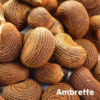 Tinh dầu hạt vông vang Ambrette Seed Essential Oil (Musk thực vật)