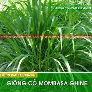 Hạt giống cỏ Mombasa ghine - cỏ sả lá lớn nhập nguyên túi của Thái Lan ( gói 500g)