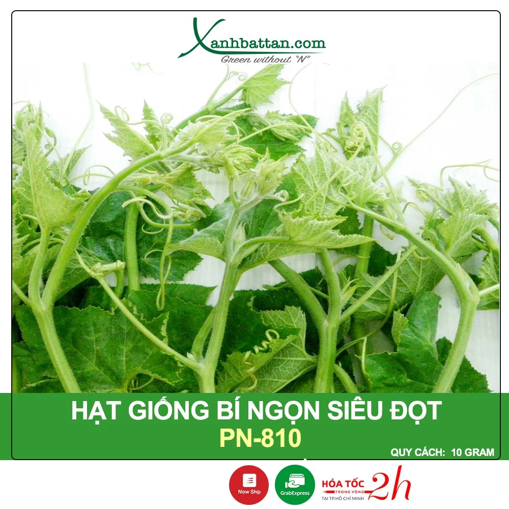 Hạt Giống Bí Ngọn Siêu Đọt - Bí Ăn Ngọn Phú Nông Gói 10 Gram