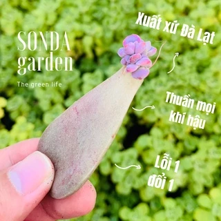 Lá mầm sen đá hồng mập SONDA GARDEN (1kg), xuất xứ Đà Lạt, khoẻ đẹp, lỗi 1 đổi 1