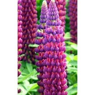 Hạt Hoa Đậu thơm LUPIN nhiều màu - Gói 1 gram