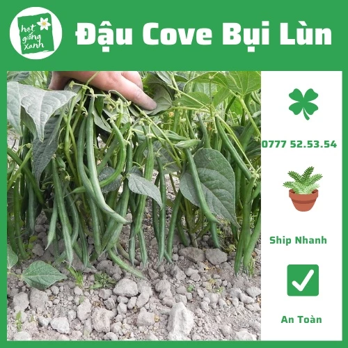 Đậu Cove Bụi Lùn(20g) phù hợp khí hậu VN