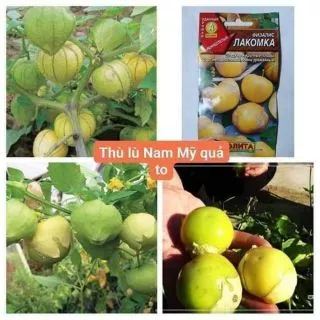 1 gói hạt giống thù lù nam mỹ _ anh đào đất hay cây tầm bóp