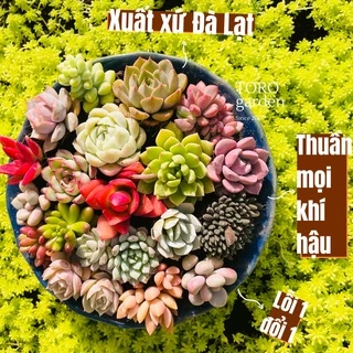 Sen đá mini Đà Lạt 84 cây mix nhiều loại tặng kèm 20 lá mầm sen đá khác loại cây cảnh trang trí nhà cửa Toro garden