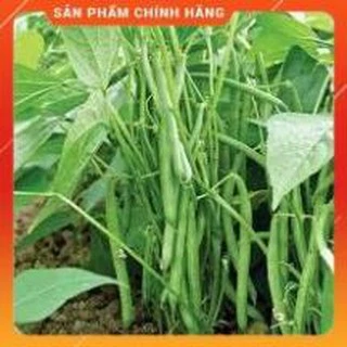 ĐẬU COVE BỤI HẠT TRẮNG CAO SẢN GÓI 50G