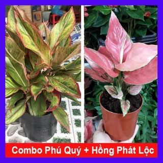 Combo cây phú quý + cây hồng phát lộc