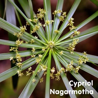 Tinh dầu Hương phụ Cypriol Essential Oil (Nagarmotha)