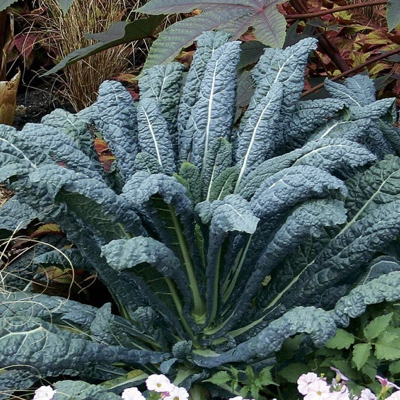 20 Hạt giống kale laci Ý ( Dinosaur kale )