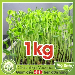 Hạt Giống Rau Mầm Đậu Hà Lan Gói 1kg - Bán Buôn