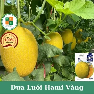 Hạt giống dưa lưới Hami Tân Cương siêu giòn ngọt