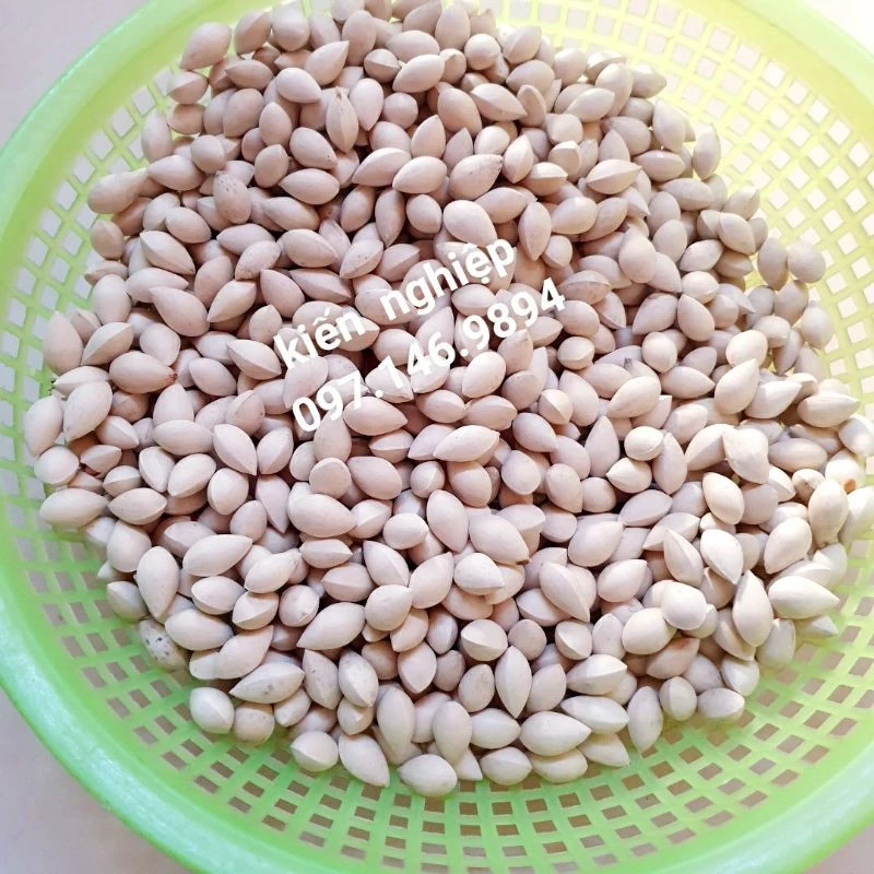 500 gram-1 kg Bạch Quả Loại To Nấu Chè Chưng Yến