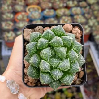 Sen đá Haworthia Mirroball