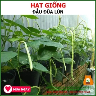 Hạt Giống Đậu Đũa Ngọt Lùn 20 Gram