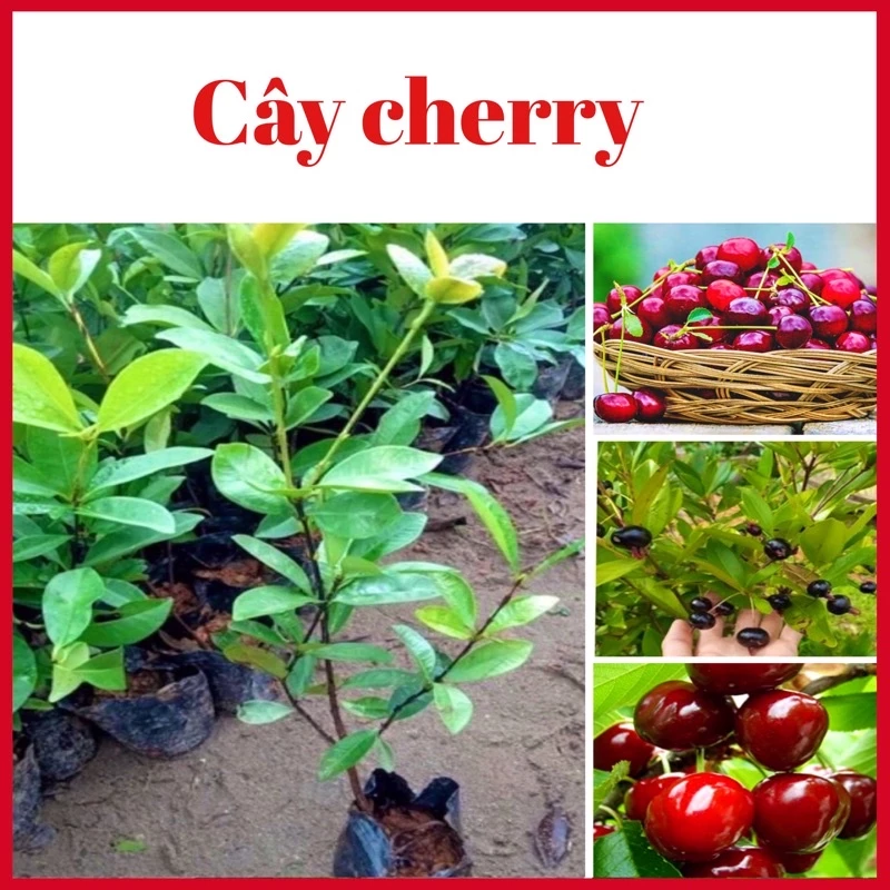 CÂY CHERRY BRAZIL (ANH ĐÀO BRAZIL) NHIỆT ĐỚI (ảnh thật hình cuối)