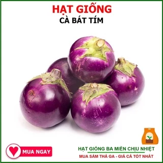 1G - Hạt Giống Cà Bát Tím