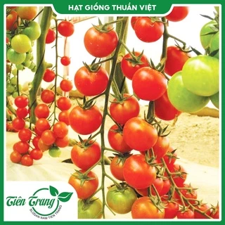 Hạt giống Cà Chua Bi trái nhỏ tròn TN