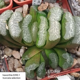 Sen đá Haworthia- Truncata Selection sale 50%