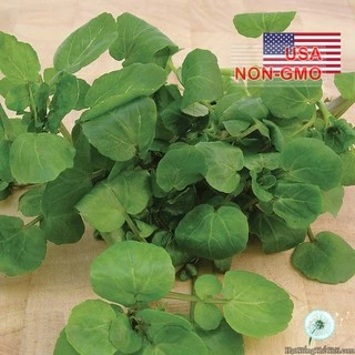 0.2Gr Hạt Giống Cải Xoong Lá To Broad Leaf (B1.303| C18*W52*M221)