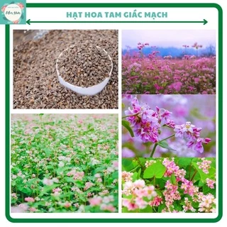 Hạt giống hoa tam giác mạch Hà Giang- nhiều màu, hoa đẹp- bán theo kg