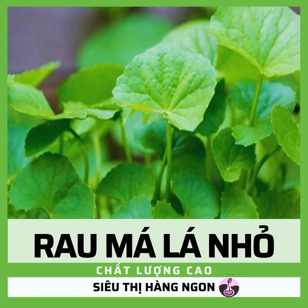 Hạt giống RAU MÁ LÁ NHỎ 0,5g - Chất lượng cao