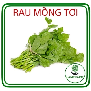 Hạt giống rau mồng tơi lá to dễ trồng năng suất cao Lame farm RMT01