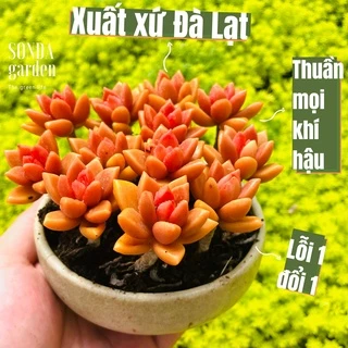 Sen đá đá nâu cổ thụ SONDA garden 15 cây size mini full nắng mưa, cây cảnh trang trí nhà cửa, lỗi 1 đổi 1