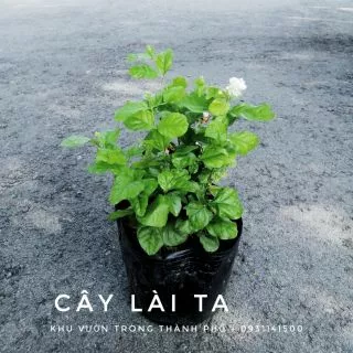 Cây hoa lài ta (lài làm trà) cao 30- 40cm