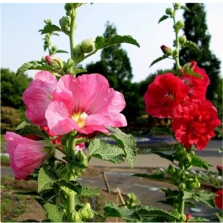 Hạt giống hoa Mãn Đình Hồng còn được gọi là Thục quỳ (Hollyhock hay Hollyhock Mallow), tên khoa học là Althaea rosea