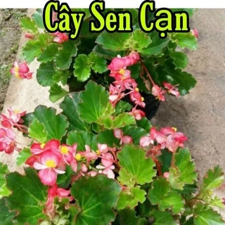 cây sen cạn