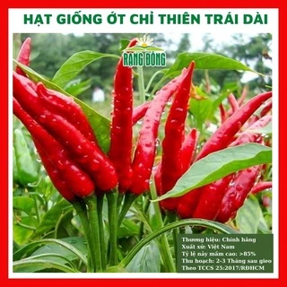 Hạt giống ớt chỉ thiên trái dài siêu cay- rau củ quả trồng chậu, sân vườn ban công nảy mầm cao 0.1gr RADO911