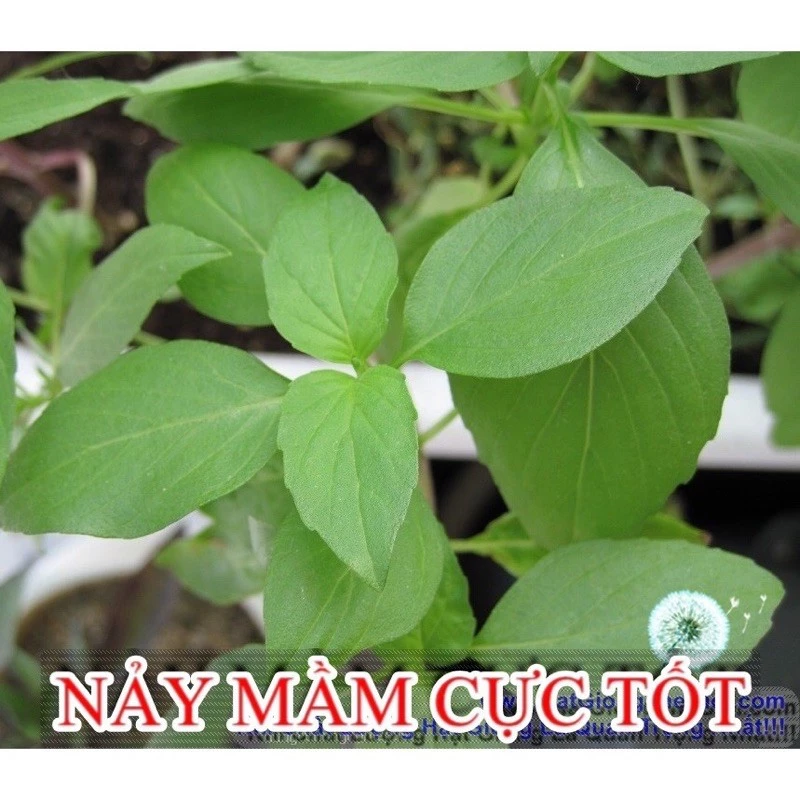 Hạt Giống Rau Húng Thơm Trắng | Rau Gia Vị | SL: 2gram