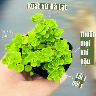 Cỏ sedum lục hà SONDA GARDEN size bé 5-6cm, cây cảnh trang trí nhà cửa, lỗi 1 đổi 1