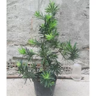 Tùng la hán bonsai 60-70cm