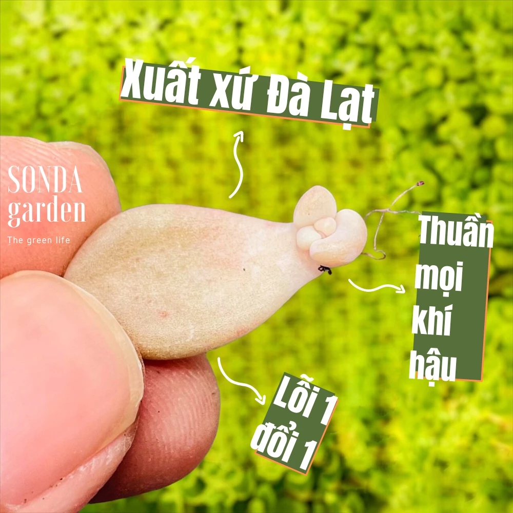 Lá mầm sen đá sỏi hường SONDA GARDEN (5 mầm) xuất xứ Đà Lạt khoẻ đẹp lỗi 1 đổi 1