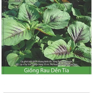 Hạt Giống Rau Dền Tía Cao Sản 10gr