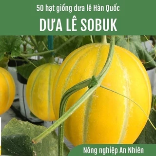 50 Hạt giống Dưa lê Hàn Quốc SOBUK lai F1 quả tròn ruột cam (Nảy mầm > 85%%)