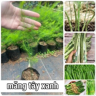 Cây măng tây Thái xanh gieo hạt cao 20-40 cm ( ảnh thật hình cuối)