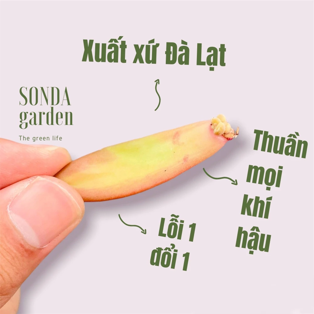 Lá mầm sen đá đá cam SONDA GARDEN (5 mầm), xuất xứ Đà Lạt, khoẻ đẹp, lỗi 1 đổi 1