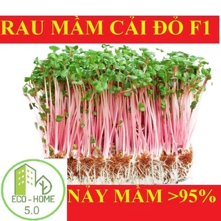 Hạt Giống Rau mầm Cải đỏ